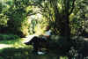 backgarden.jpg (100641 bytes)