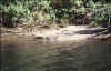 crocodile.jpg (60522 bytes)