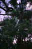 everglades.jpg (54030 bytes)