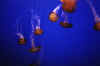jellyfish.jpg (21586 bytes)