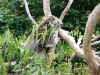 Video clip of koala at Phillip Island