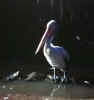 pelican.jpg (18931 bytes)