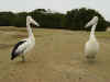 pelicans.jpg (144473 bytes)