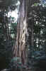 strangler.jpg (60545 bytes)