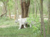 White leopard